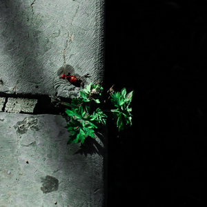 日本一区二区的视频
